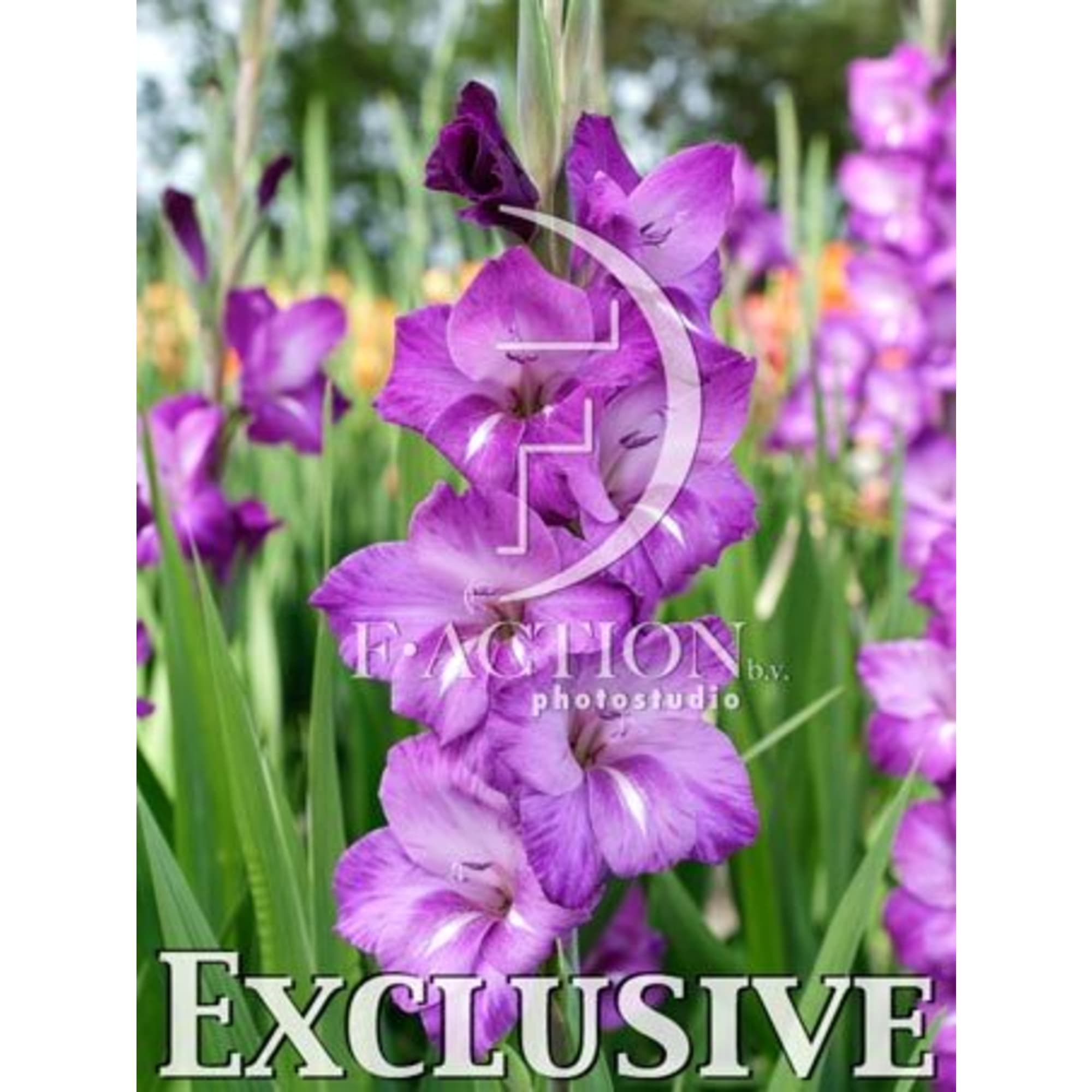 83783817 Гладиолус крупноцветковый Эфиопия луковица 10/12 Santreyd 