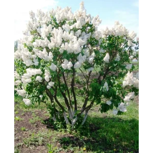 Сирень обыкновенная Жанна Д,Арк ø9 h20 см 84406443 STLM-2133469