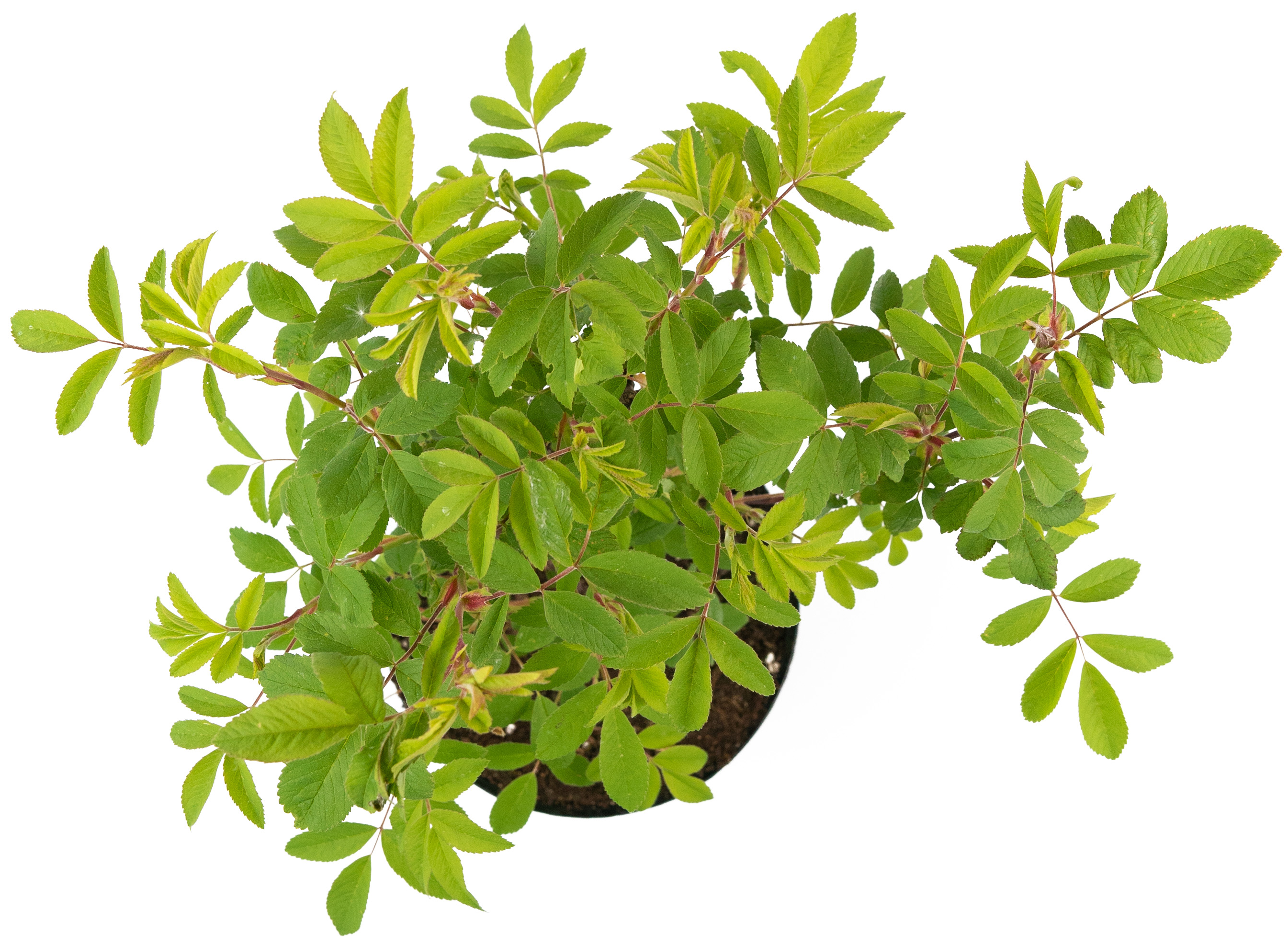 Саженец розы канадской Therese Bugnet 25 см 84841602 Santreyd STLM-0055903 - Вид №2