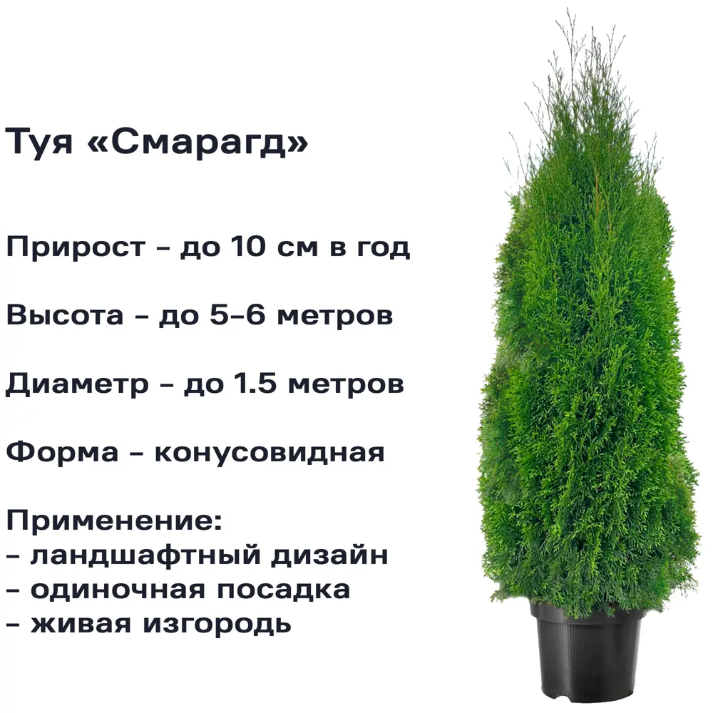 Туя западная ø24 h80 см 84429203 STLM-2203074 Santreyd  - Вид №1