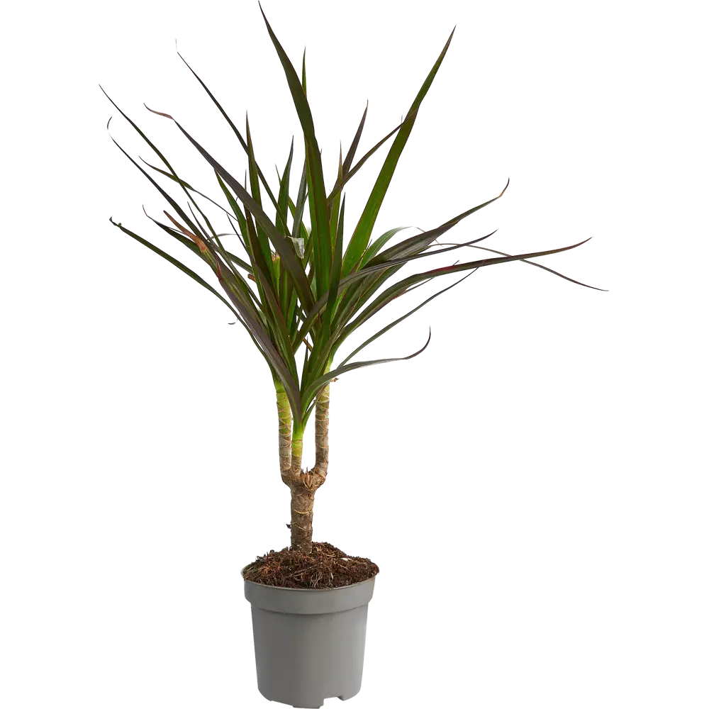 Santreyd Драцена Маргината Магента — изящное тропическое растение с пышной кроной 85324835 STLM-0061449