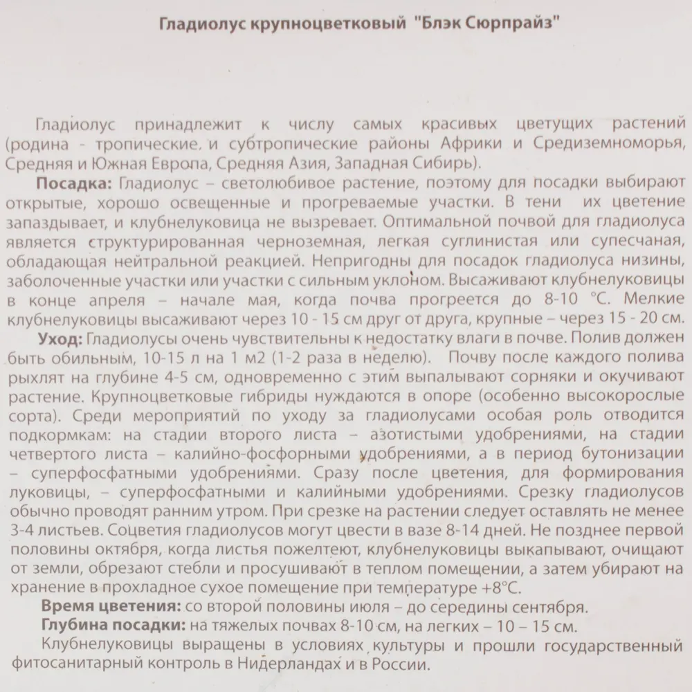 Гладиолус Блэк Сюрпрайз луковица 12/14 7 шт 17511296 STLM-2185740 BLOOMING LIFE  - Вид №2