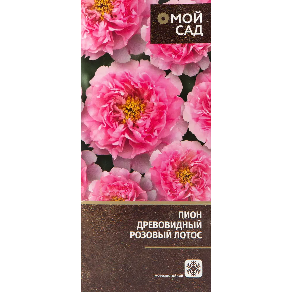 Пион древовидный привитый «Розовый Лотос» в тубе 82142821 STLM-2016357 Santreyd 