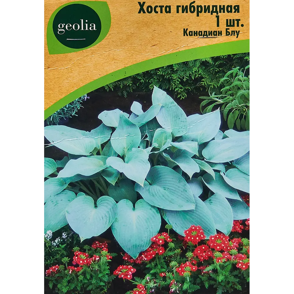 Хоста гибридная Канадиан Блу Santreyd STLM-2038356