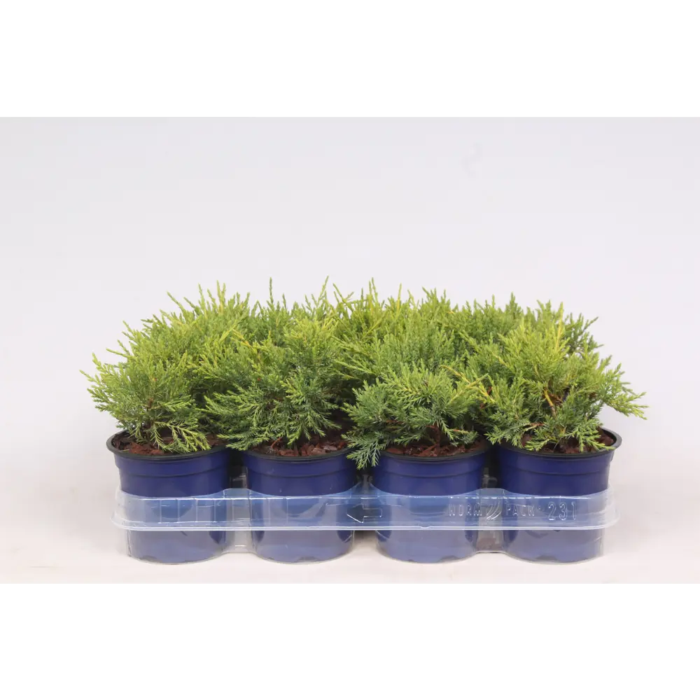 Santreyd Можжевельник Голд Кост - золотистый акцент для сада 89367670 STLM-0960337