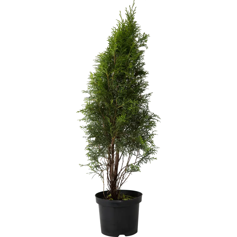 Туя западная Смарагд С4/80-100 см 18470158 STLM-2069120 PLANTMARKET  - Вид №1