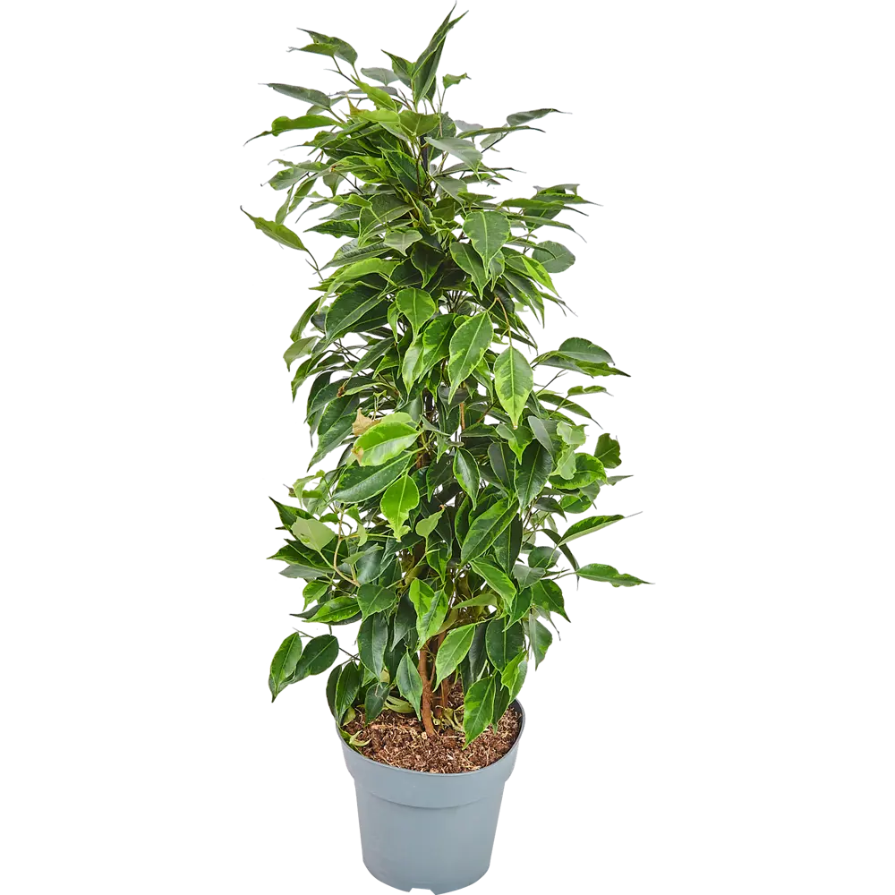 Фикус Бенджамина Роялти микс 17x70 см 83060625 STLM-2183759 Santreyd 