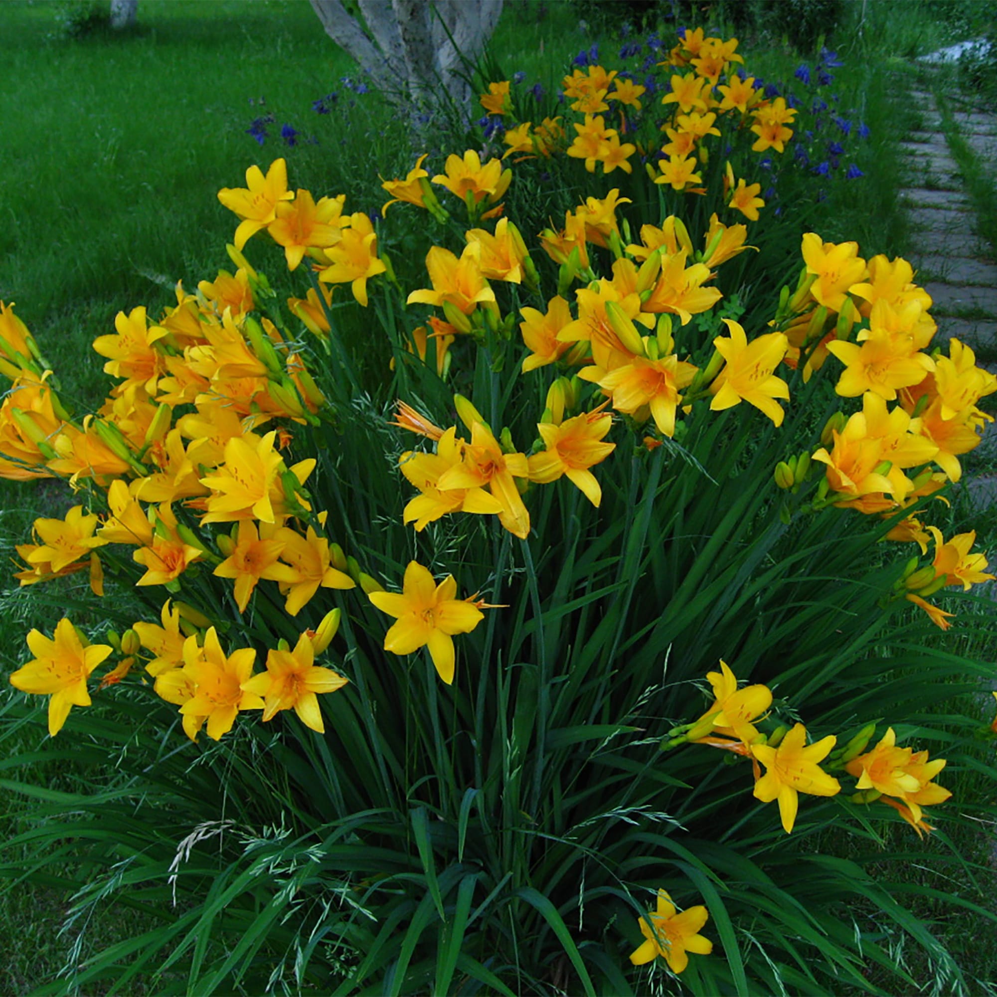 18321144 Лилейник С2 Santreyd  - Вид №1