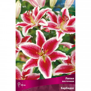82118706 Лилии восточные «Барбадос», размер луковицы 14/16, 1 шт.