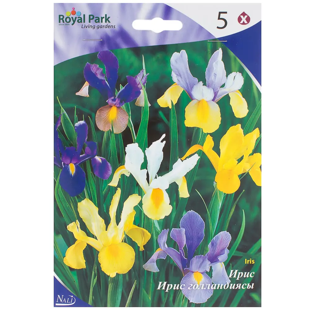 Ирис, смесь сортов 6/7 Santreyd STLM-2110060