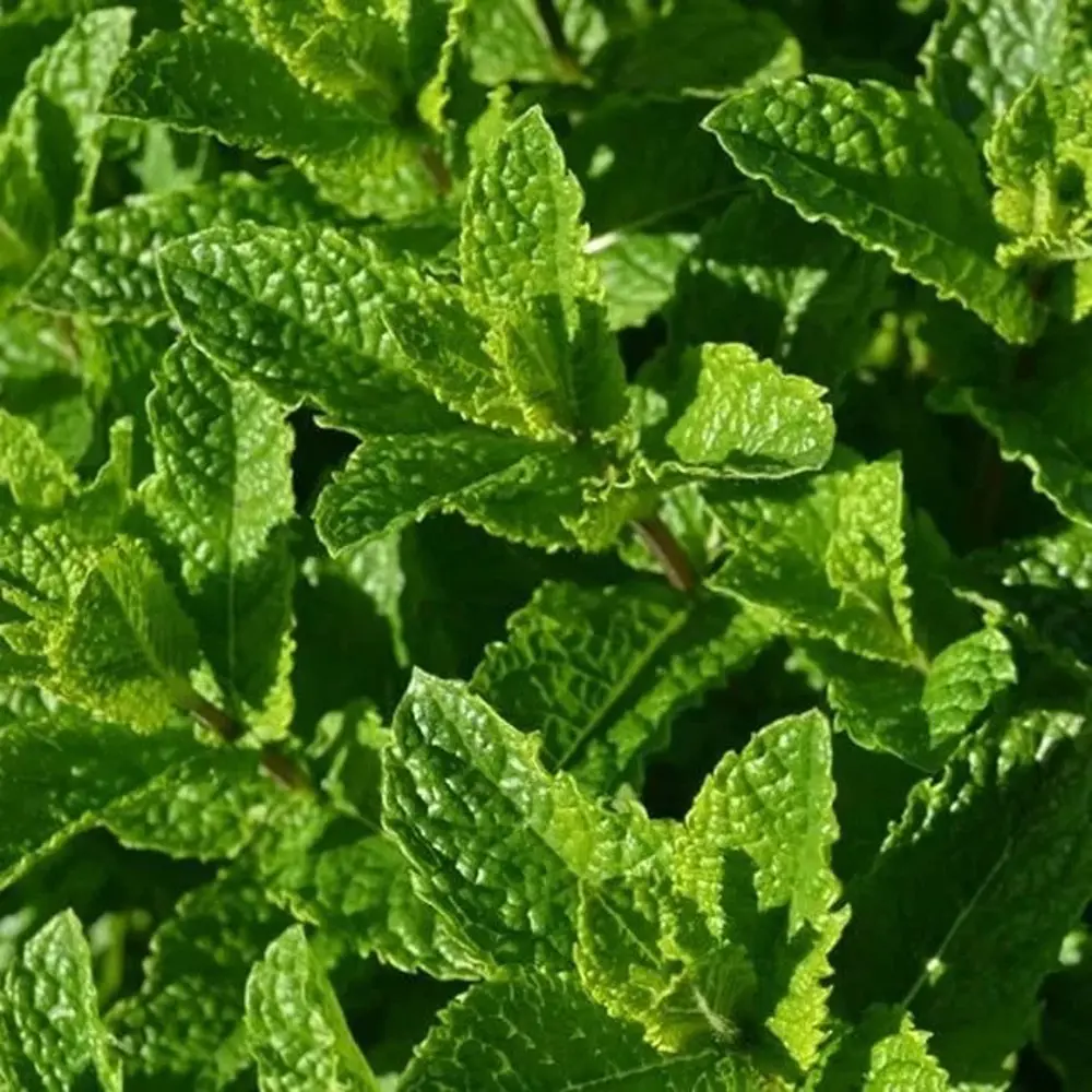 Мята Касабланка ø15 h20 см Santreyd STLM-2119089 - Вид №1