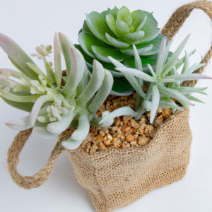 068868 Flower 3 искусственных суккулента в льняной сумке La Forma Suculenta