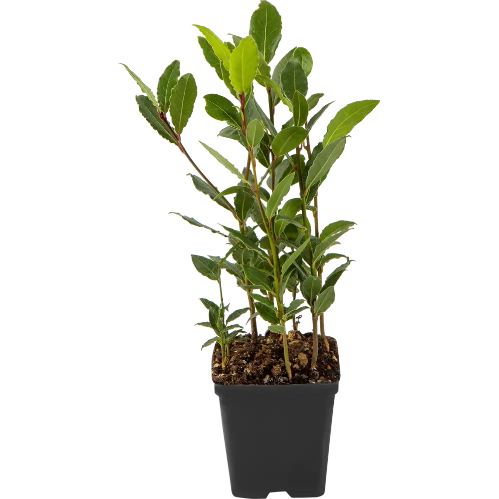 Лавр Нобилис 9x30 см Santreyd STLM-2036486