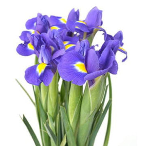 Ирисы блу меджик 60 см