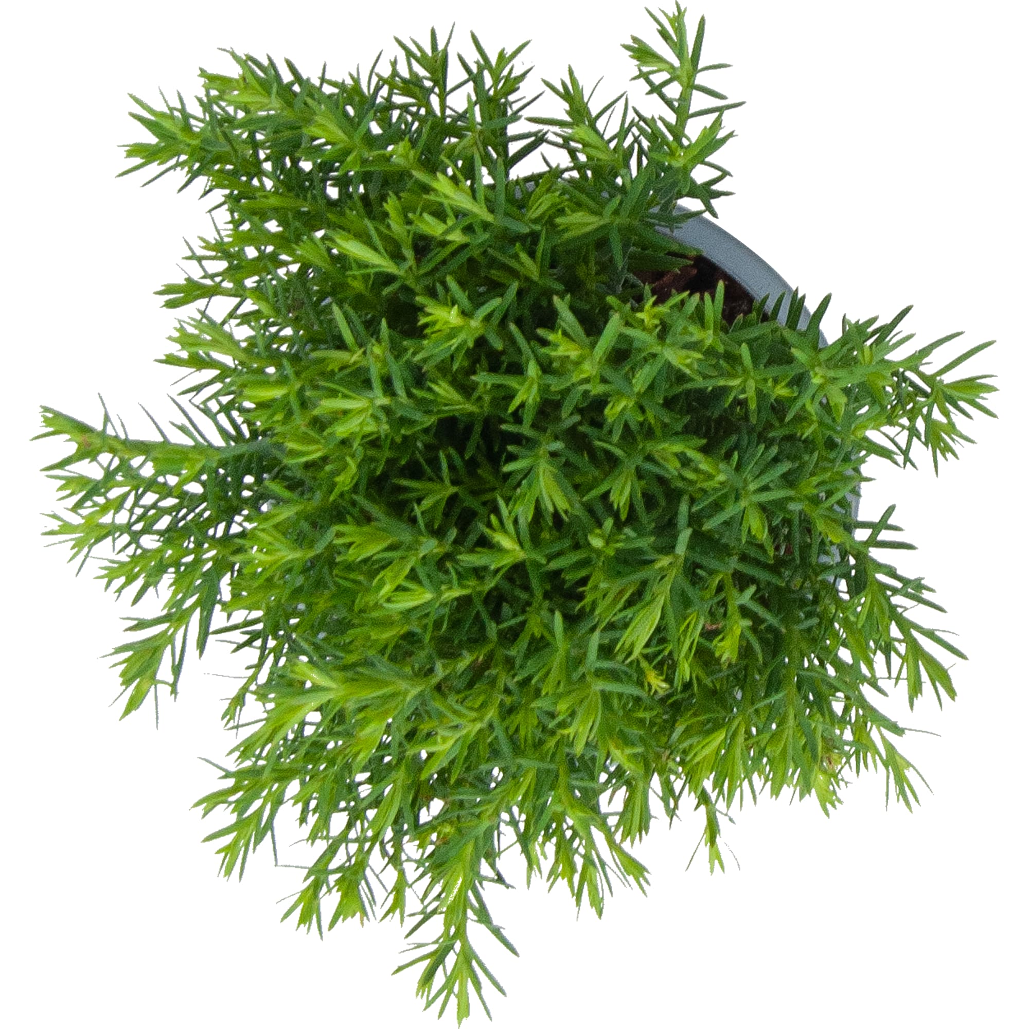 82619470 Хвойные микс Промо 9x20 см Santreyd  - Вид №1