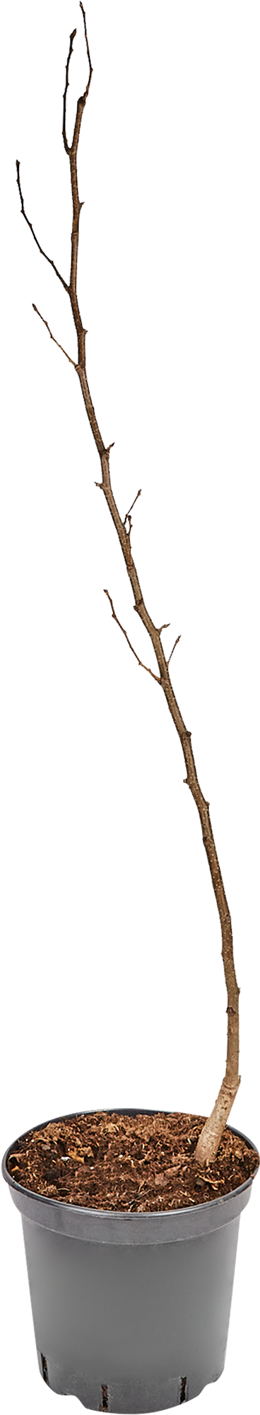 Груша Феерия Santreyd - саженец с обильным урожаем и высокой зимостойкостью 85325569 STLM-0061644