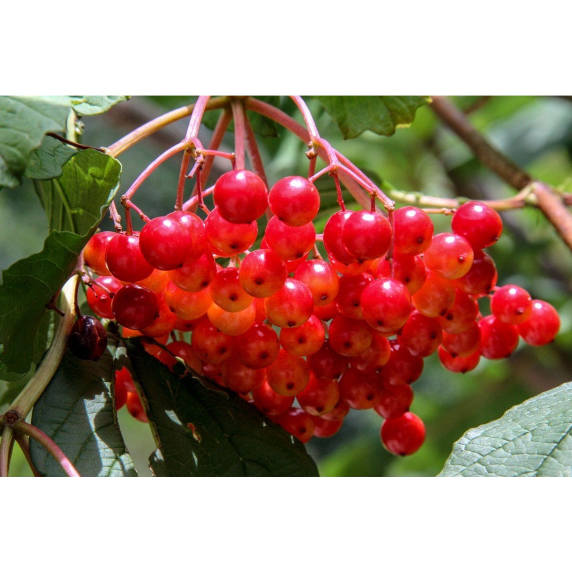 85607981 Калина плодовая Соузга ø15 h40 см Santreyd 