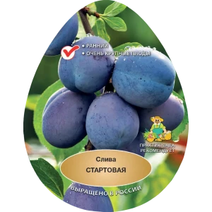 Слива Стартовая h200 см Поиск Инвест 84399321 STLM-2016120