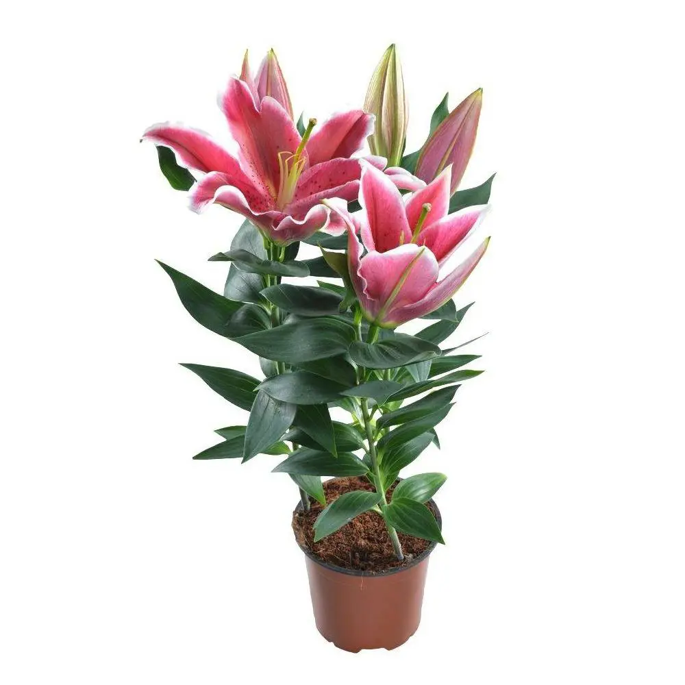 Лилия Ориентал микс ø17 h65 см 89373476 STLM-2189325 Santreyd 