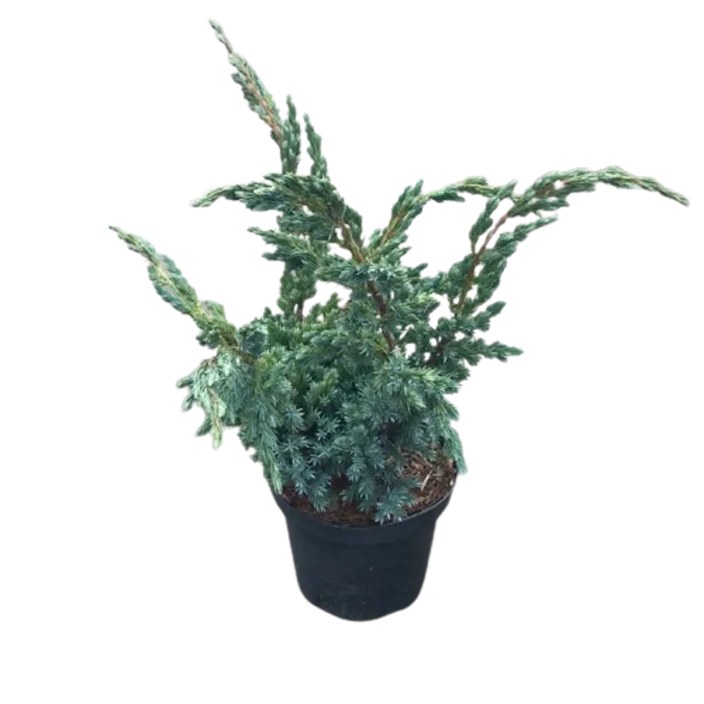 Можжевельник китайский Блю Альпс ø22 h60 см 84834036 STLM-2163934 PLANTMARKET 