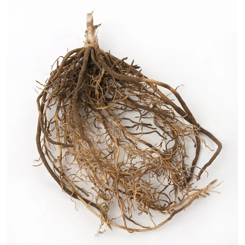 Хоста Зибольда Фрэнсиз Вилльямс Santreyd STLM-2117394 - Вид №2