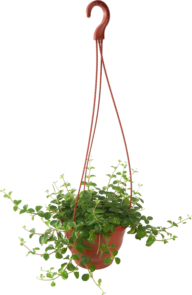 Santreyd Пеперомия Мелколистная — изящное украшение интерьера 85535964