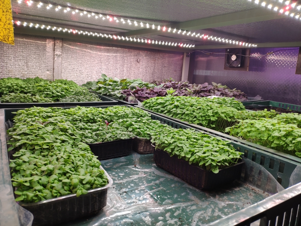 3349 Биколор Комфорт 2.3.f - Рассада, Микрозелень. Белый свет. LAB.Space  - Вид №7