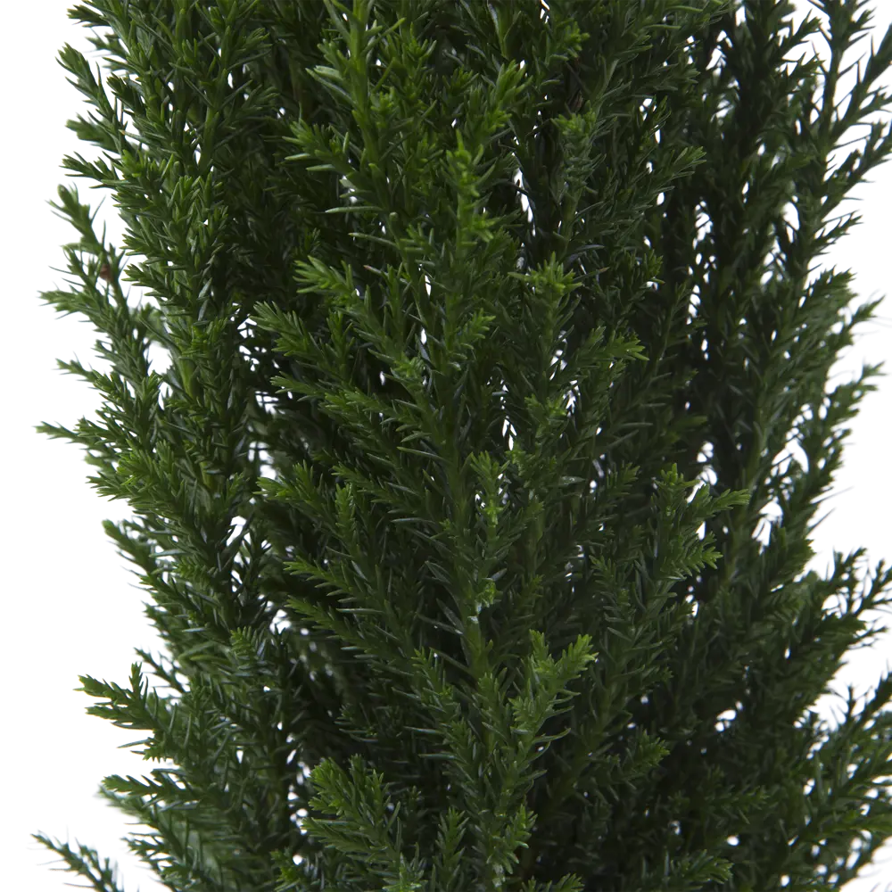 Кипарисовик Элвуди ø9 h32 см Santreyd STLM-2023805 - Вид №3