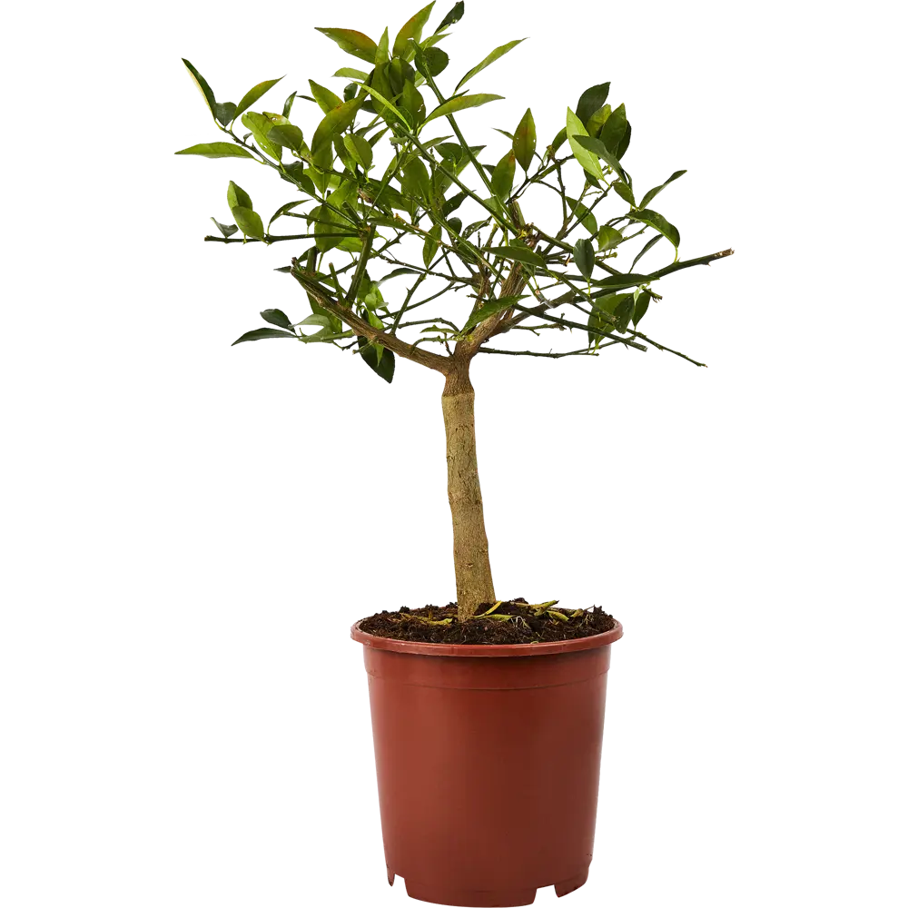 Santreyd Цитрус микс - комнатное цитрусовое дерево с плодами 86720719 STLM-0070946