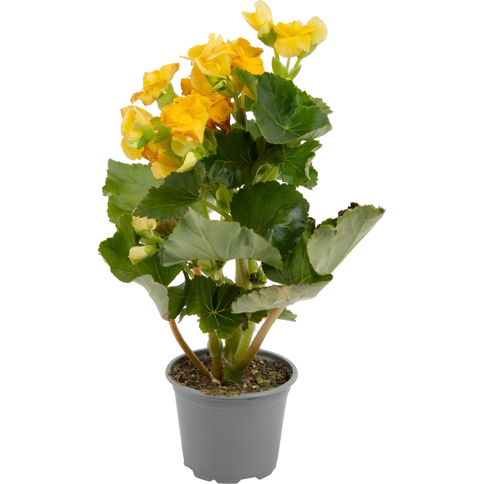 82579541 Бегония махровая микс d9 h25 Santreyd 