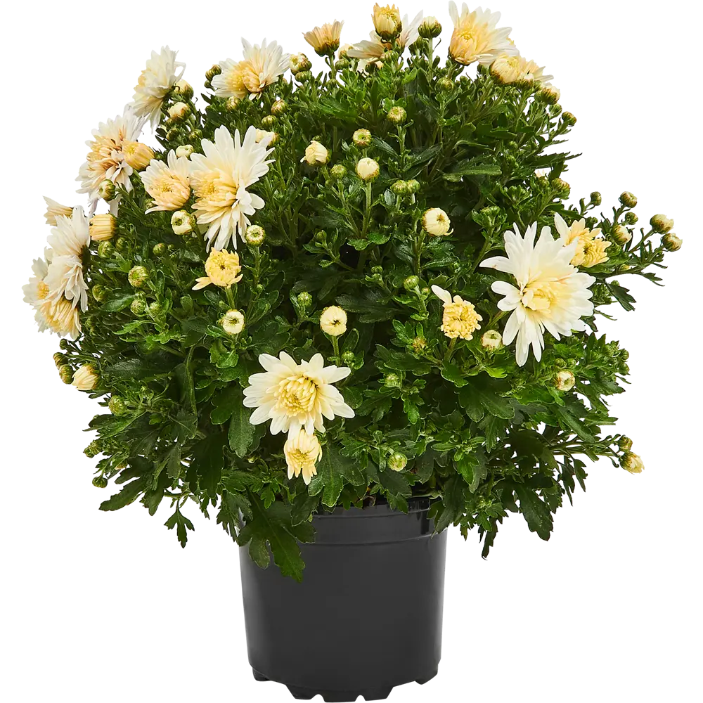 Santreyd Хризантема индийская микс — цветущее украшение сада и интерьера 82755463 STLM-1532424