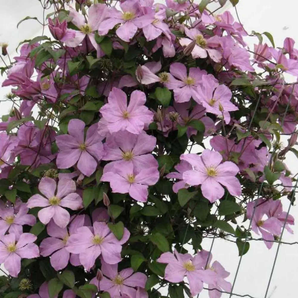 Клематис Оберек ø9 h15 см 89421389 STLM-2036621 PLANTMARKET 
