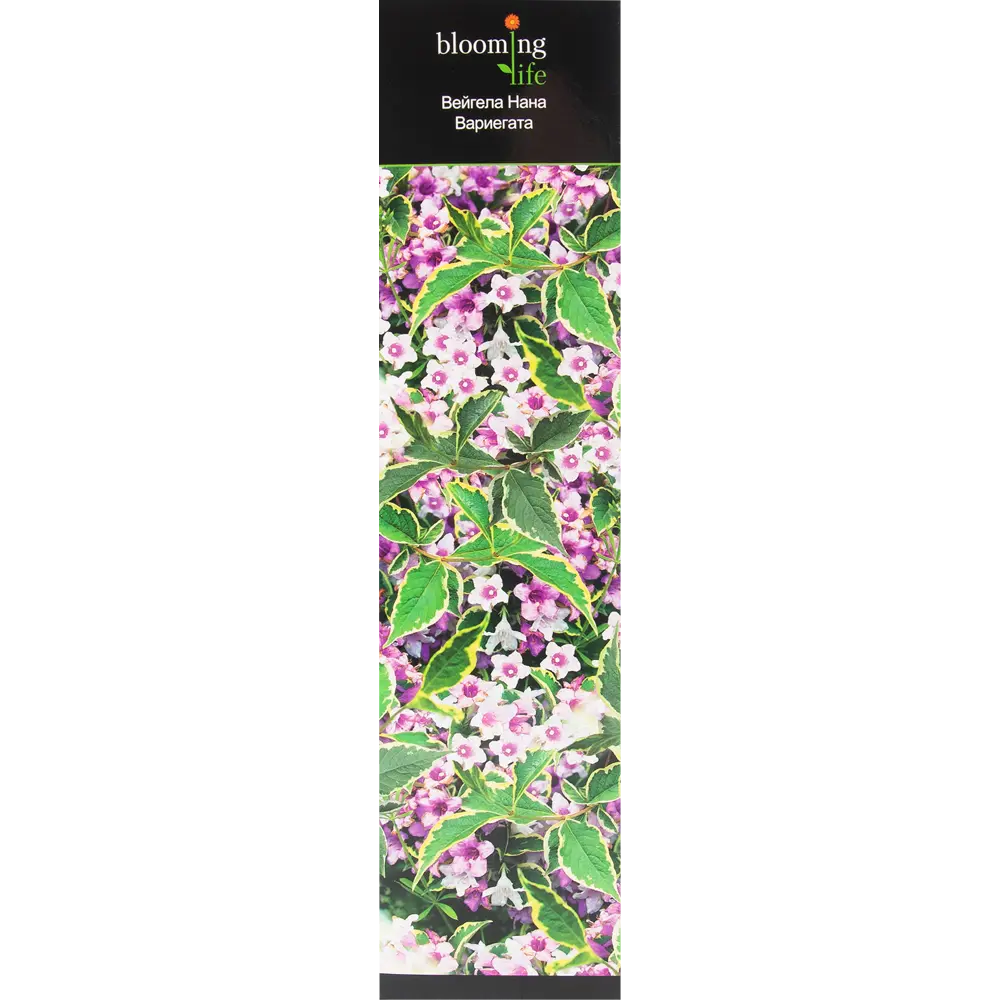 Вейгела Нана Вариегата в тубе 82539533 STLM-2157316 BLOOMING LIFE 