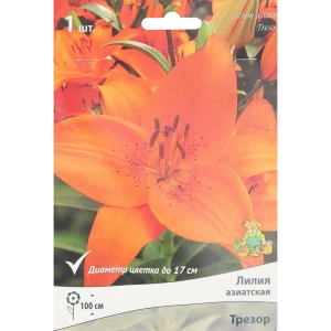 Лилия азиатская Трезор 85205800 STLM-2091746