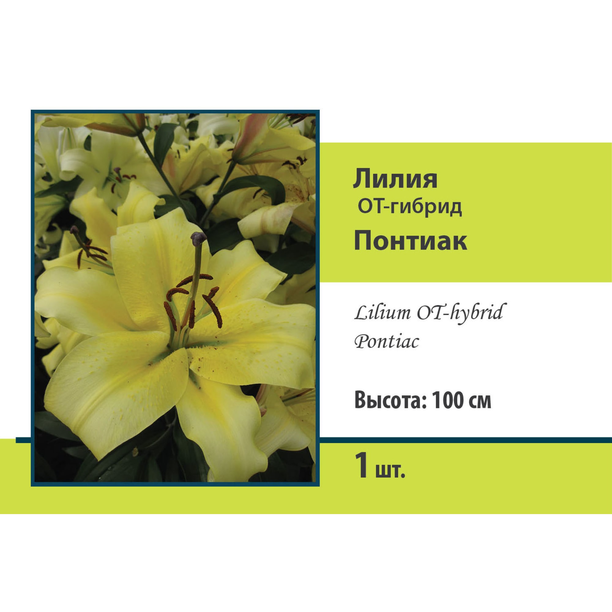 88294768 Лилия ОТ-гибрид Понтиак луковица 12/14 Santreyd 