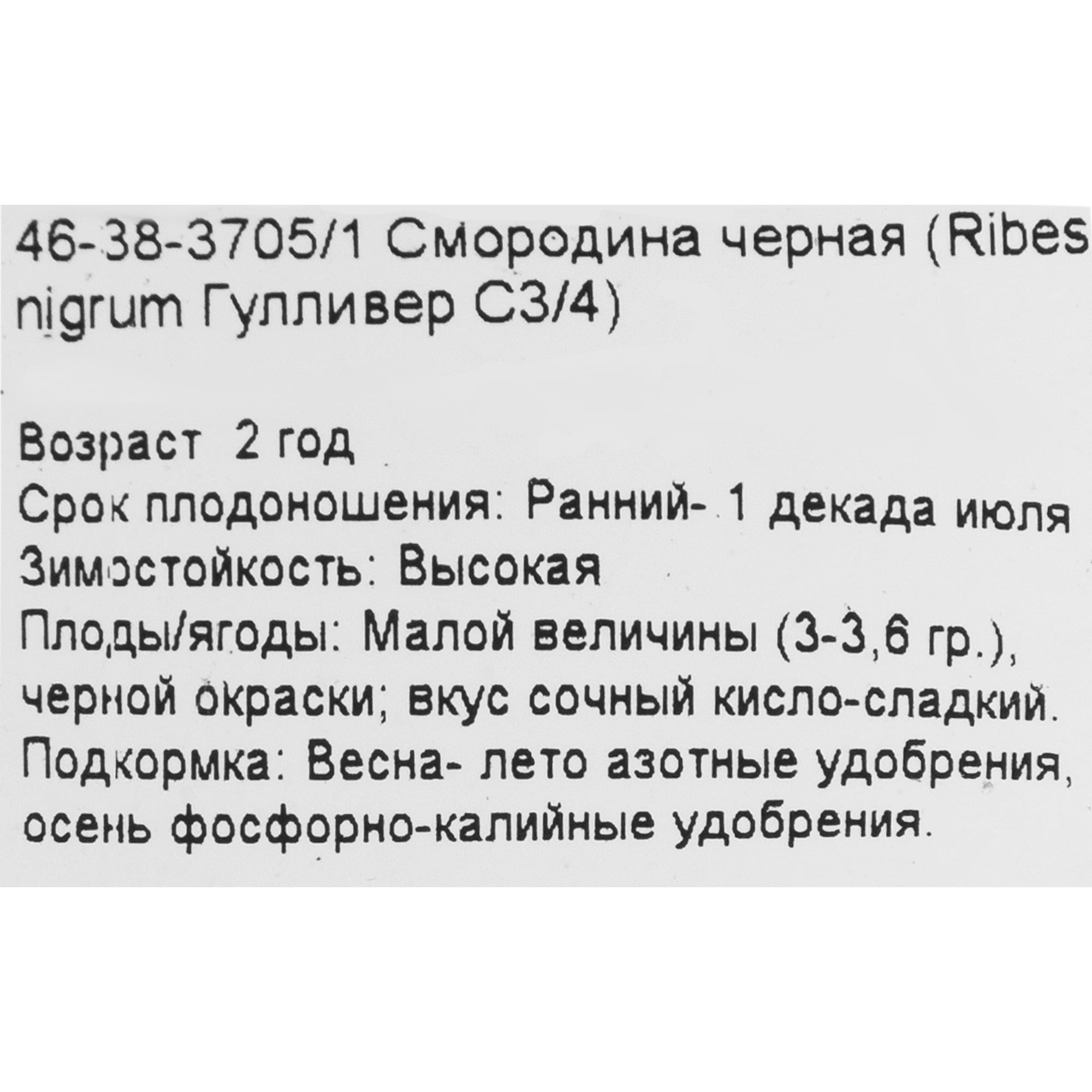 18469851 Смородина чёрная «Гулливер», С3-С4 Santreyd  - Вид №1