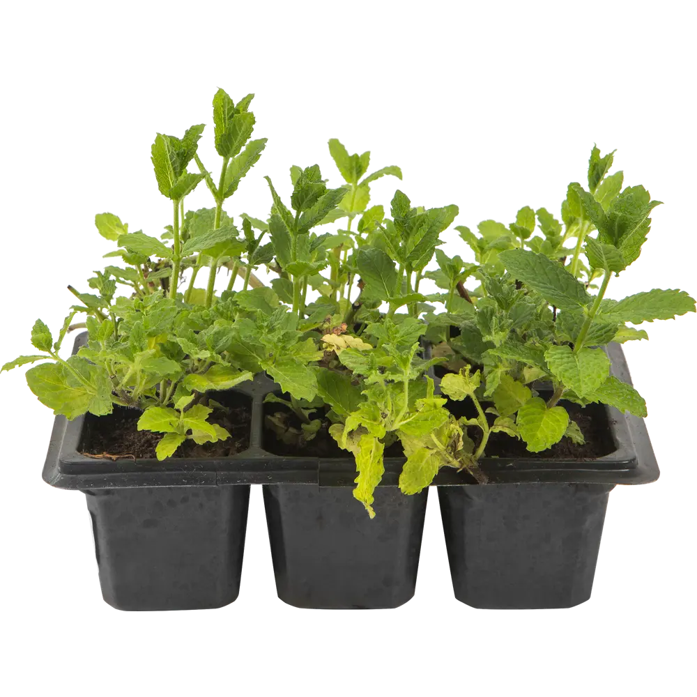 Мята в кассете, 6 шт Santreyd STLM-2166027 - Вид №1