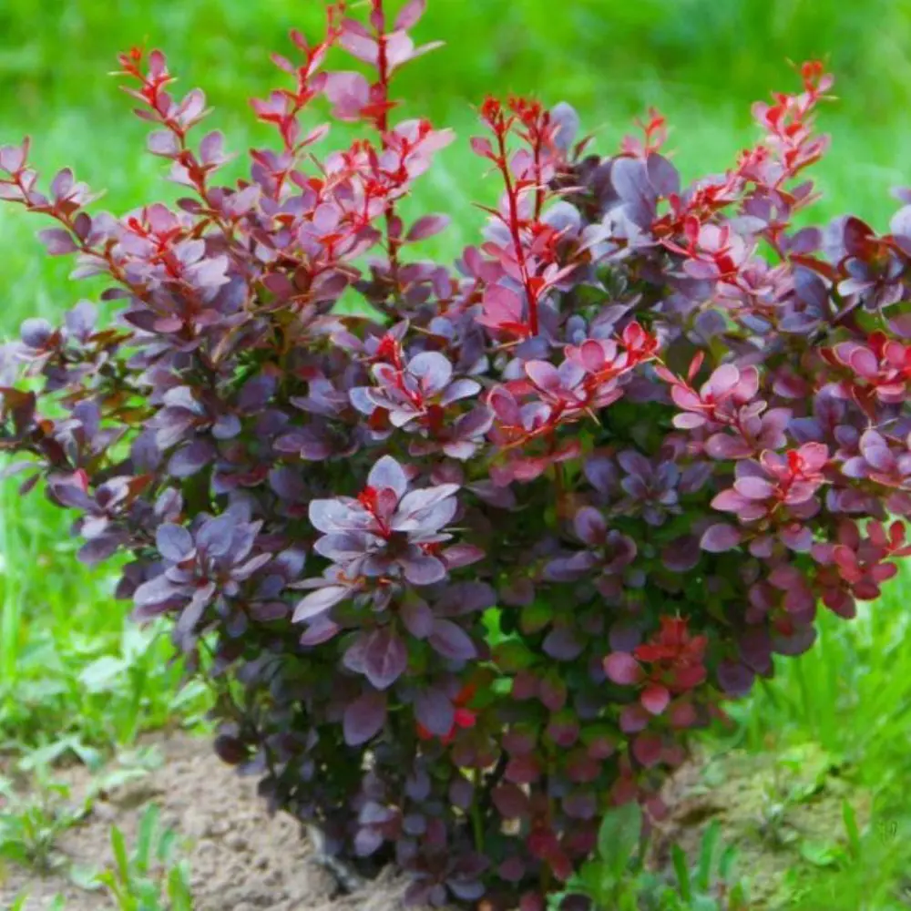 Барбарис Тунберга ø19 h40 - 60 см 89465389 STLM-2017093 PLANTMARKET 