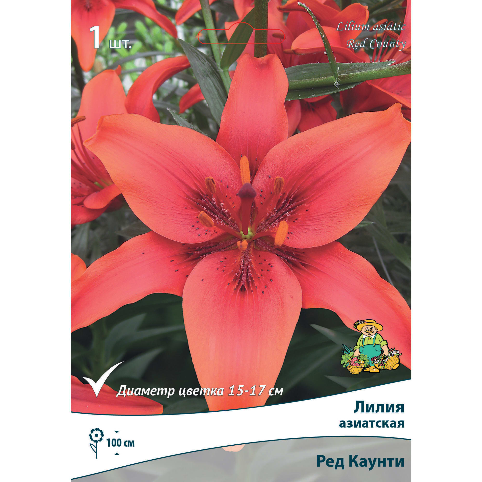 83597468 Лилия азиатская Ред Каунти луковица 12/14 Santreyd 