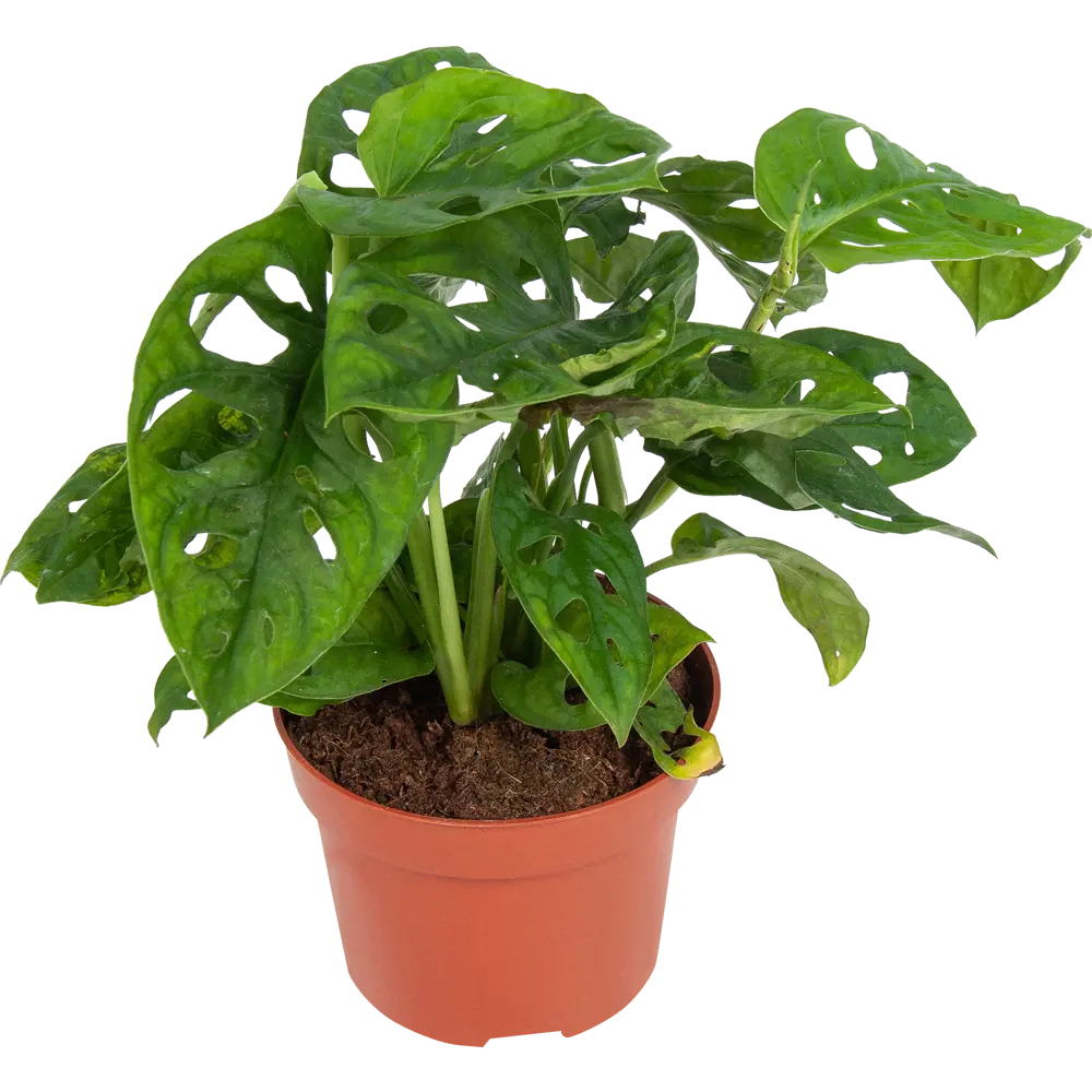 Santreyd Монстера Манки Лиф — экзотическая зелень для вашего интерьера 82741697 STLM-0035265