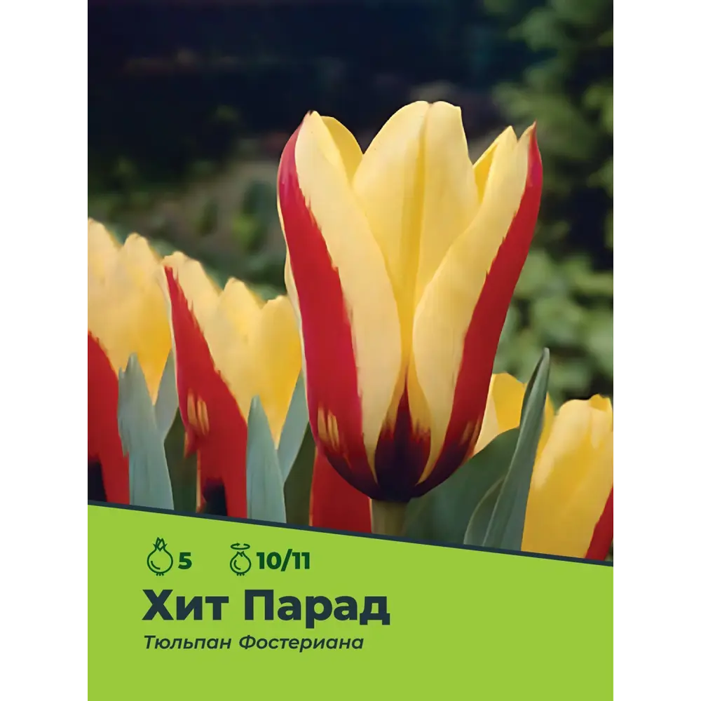 Тюльпан ХитПарад Фостериана луковица 10/11, 5шт 89049665 STLM-2141002 Santreyd  - Вид №2
