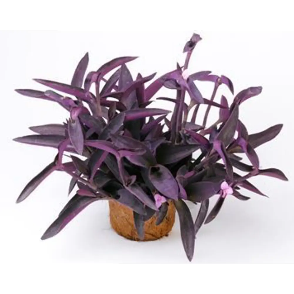 Santreyd Традесканция Приречная — изящный многолетник для интерьера 89394852 STLM-1343855