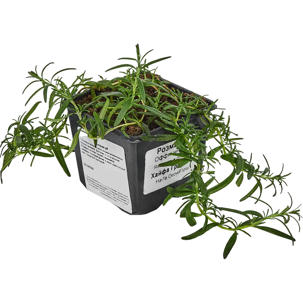 Santreyd Розмарин - средиземноморская ароматная зелень для дома и сада 83248599 STLM-0956335