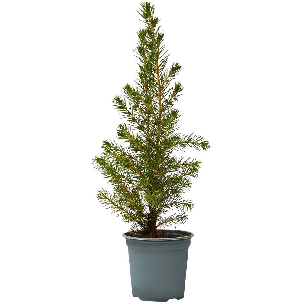 Ель Коника ø9 h30-35 см Santreyd STLM-2082271