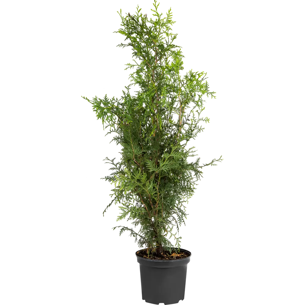 Туя западная «Брабант» С5 100-120 см, цвет зелёный 81969342 STLM-2103913 PLANTMARKET 