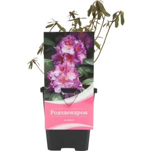 Рододендрон гибридный «Глетшемачт» 9x20 см 82601868 STLM-2041974