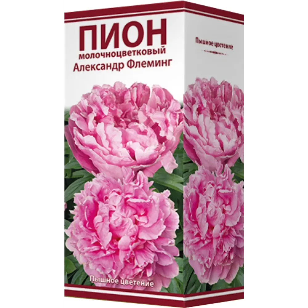 Пион молочноцветковый «Александр Флеминг», размер луковицы I 82319601 STLM-2112934 Santreyd  - Вид №1