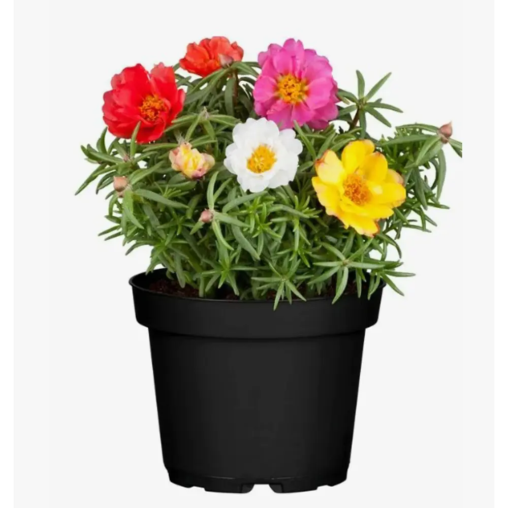 Портулак микс ø9 h10 см Santreyd STLM-2037872