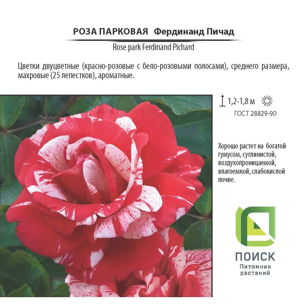 Роза парковая «Фердинанд Пичард», 3.5 л 18474845 STLM-2082168 Santreyd  - Вид №1