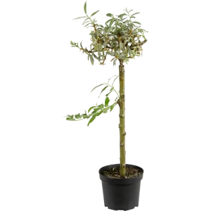 Ива швейцарская, 17x30 см 18381500 STLM-2188143